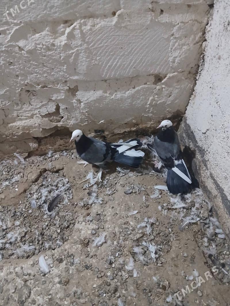 kepderi - Gyzylarbat - img 3