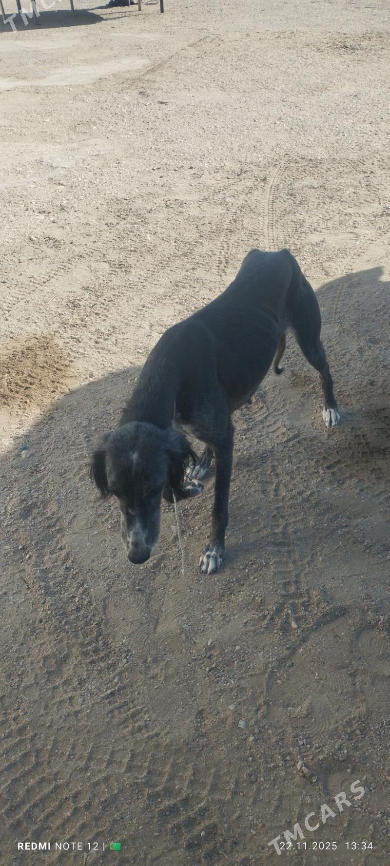 Tazy - Балканабат - img 2