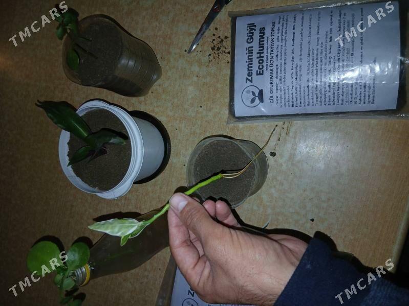 Gül oturtmak üçin taýar toprak - Garadamak - img 3