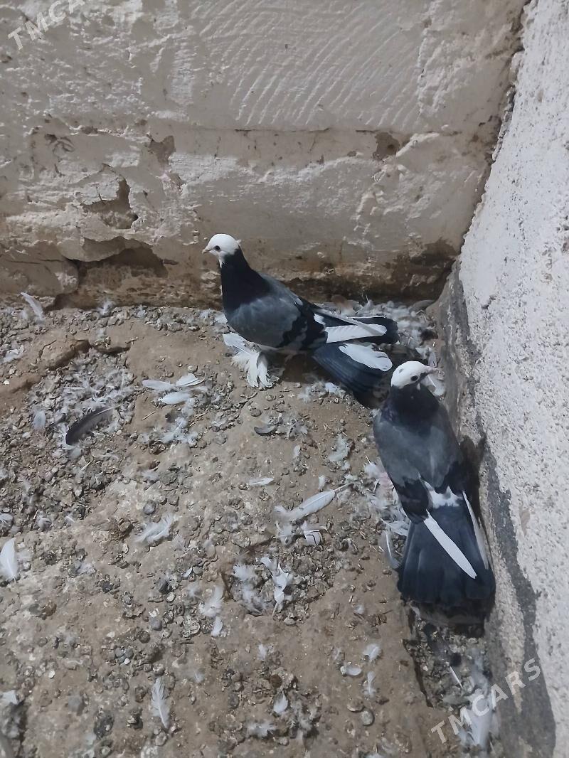 kepderi - Gyzylarbat - img 5