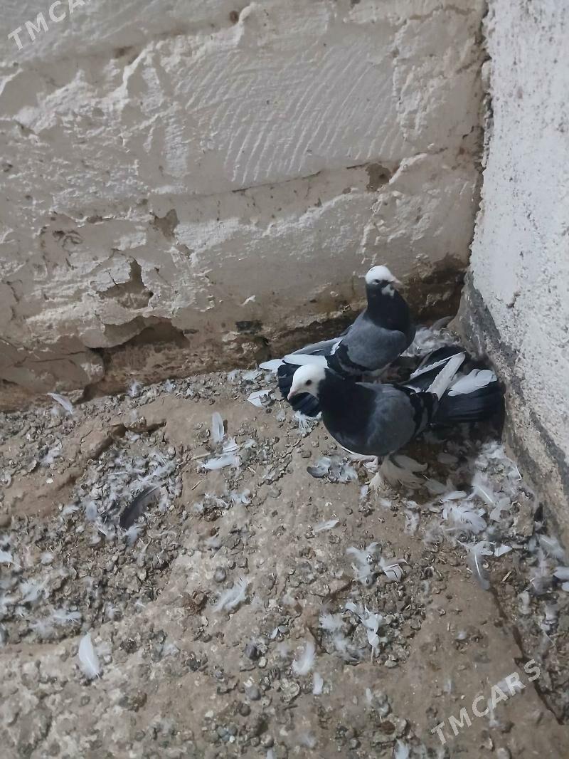 kepderi - Gyzylarbat - img 6