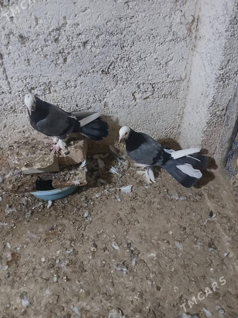 kepderi - Gyzylarbat - img 1