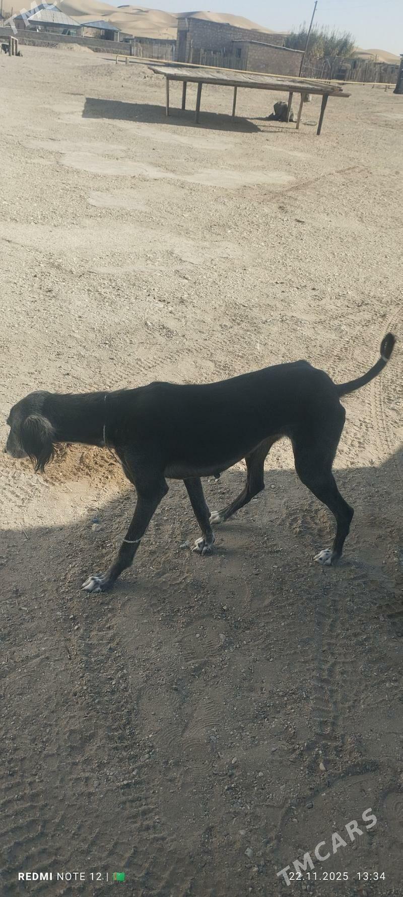 Tazy - Балканабат - img 5