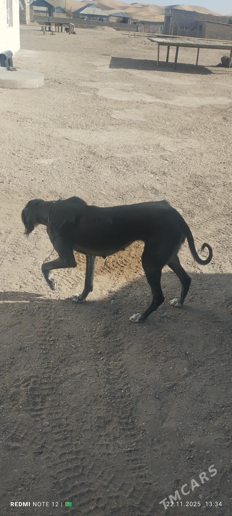 Tazy - Балканабат - img 6