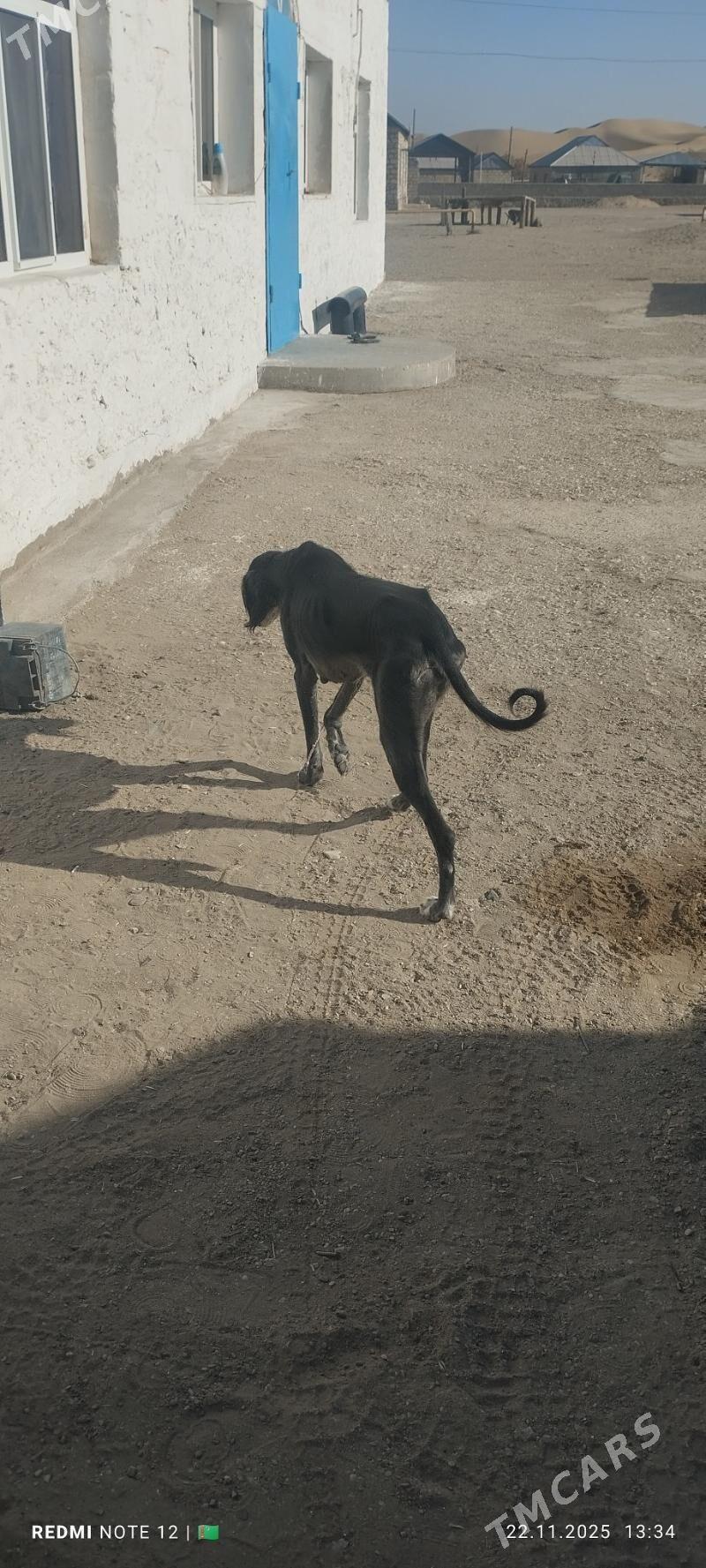 Tazy - Балканабат - img 3