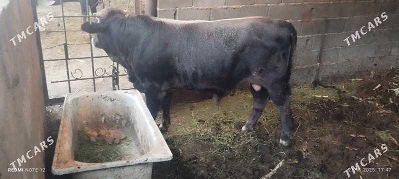 okuz - Aşgabat - img 2