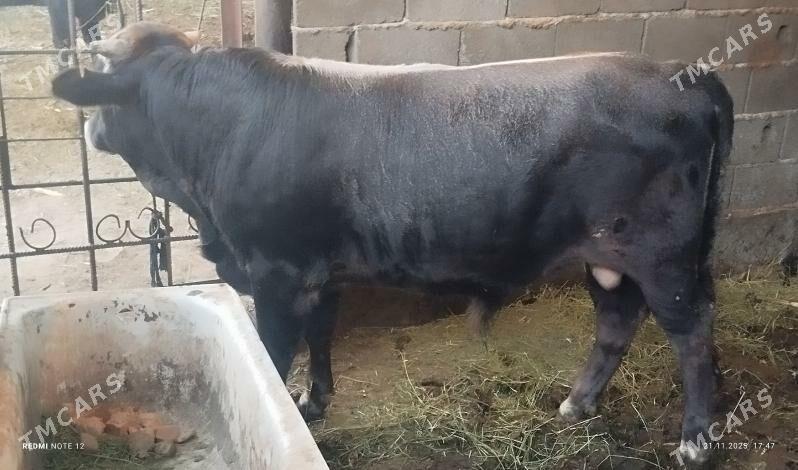 okuz - Aşgabat - img 1