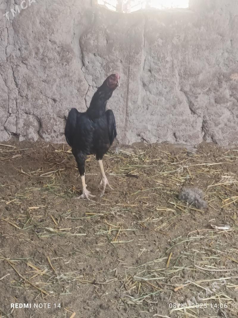 horaz - Türkmenabat - img 5