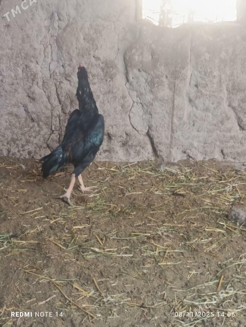 horaz - Türkmenabat - img 3