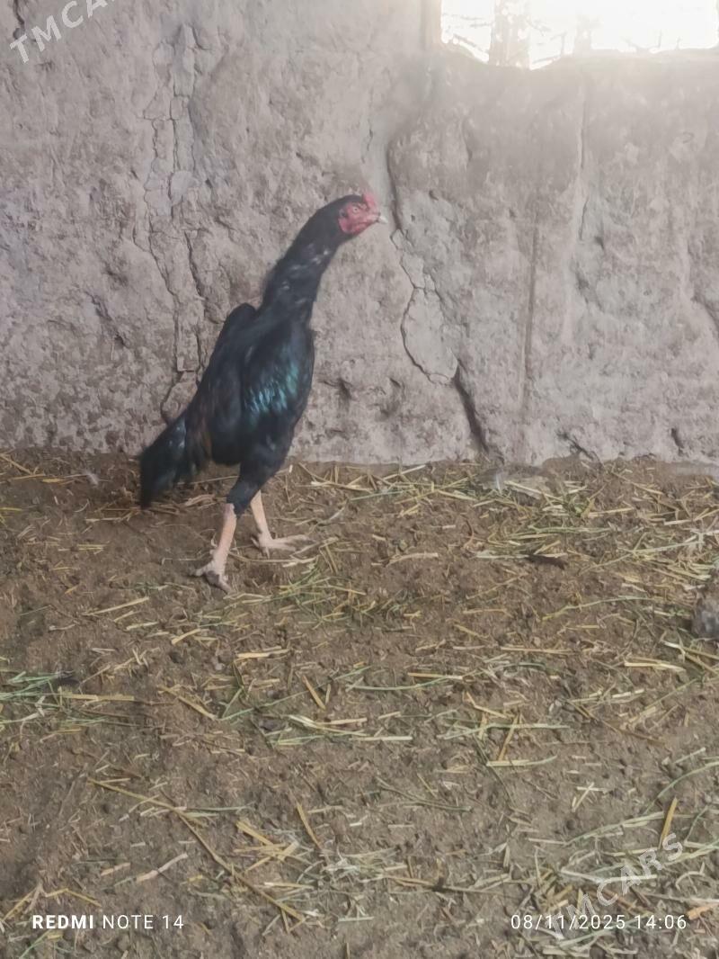 horaz - Türkmenabat - img 4