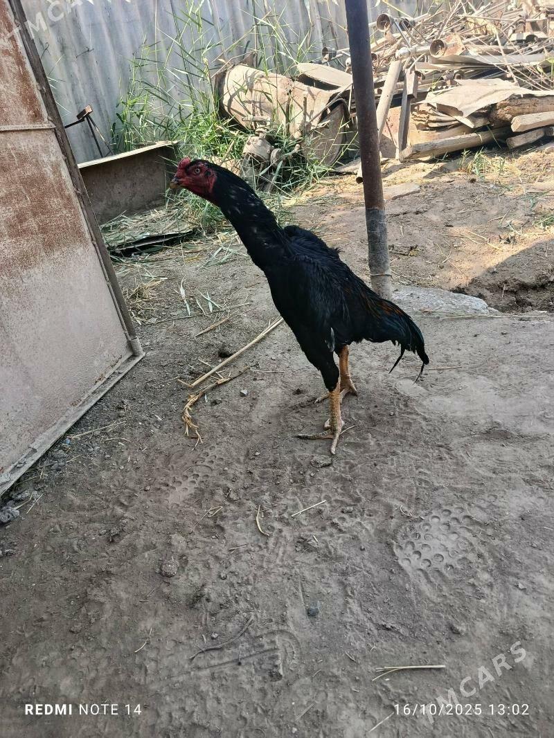 horaz - Türkmenabat - img 2