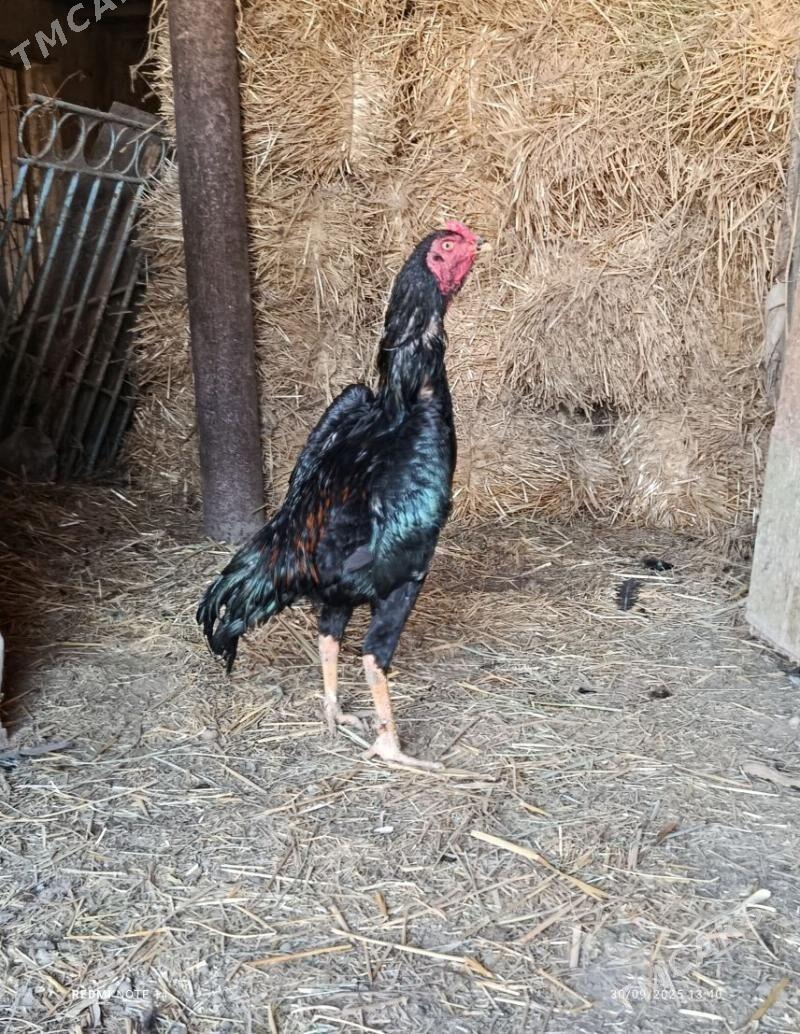 horaz - Türkmenabat - img 1