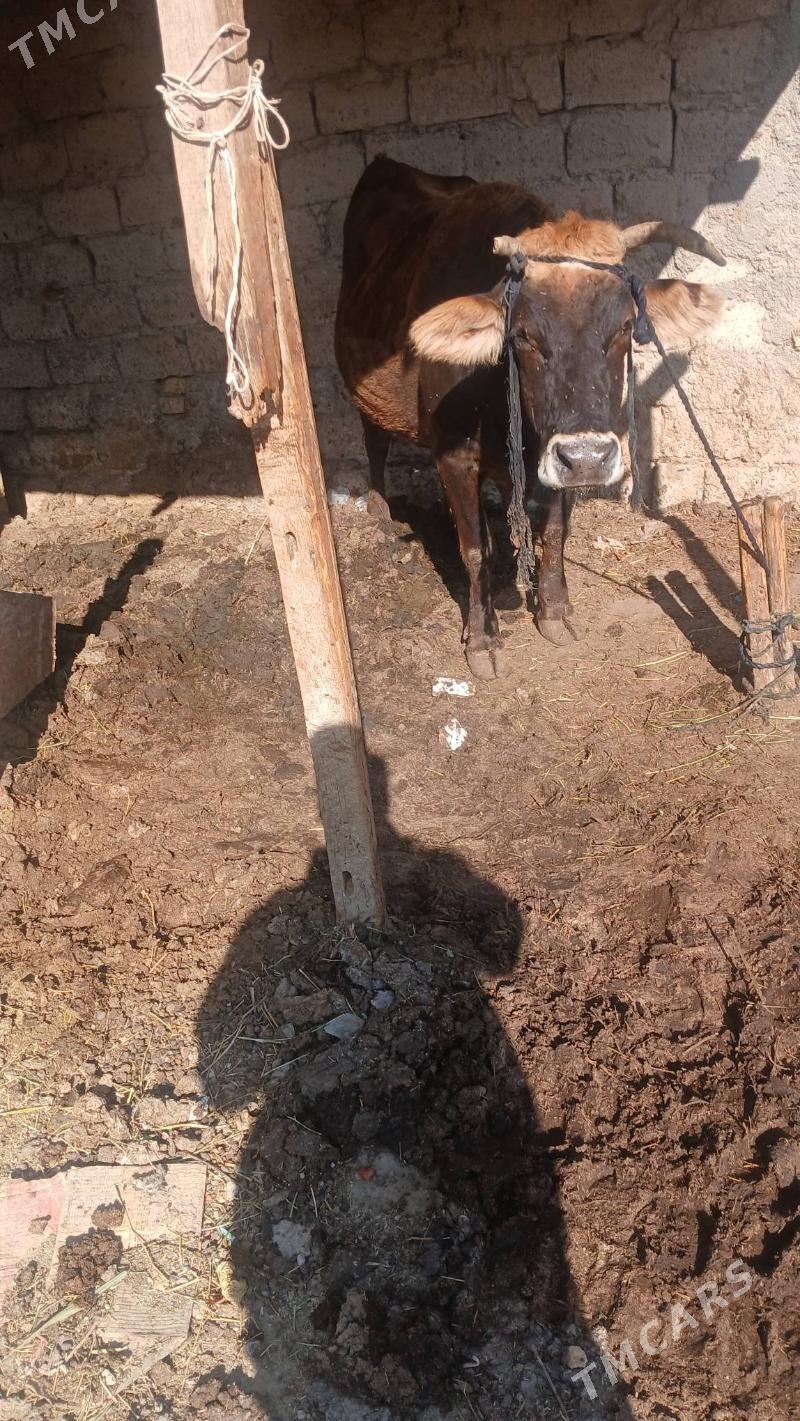 sygyr - Яшлык - img 1