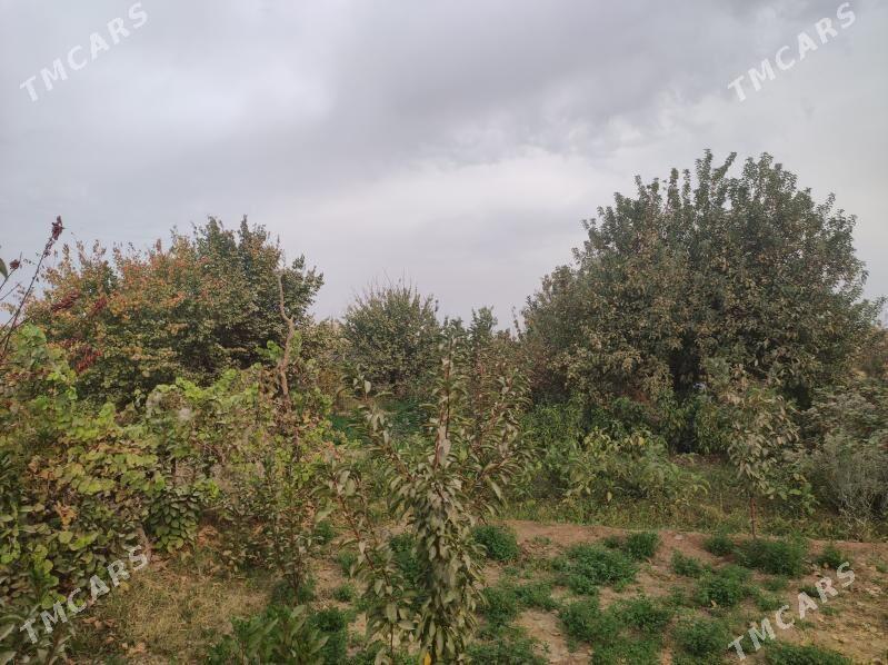 daça - Türkmenabat - img 3