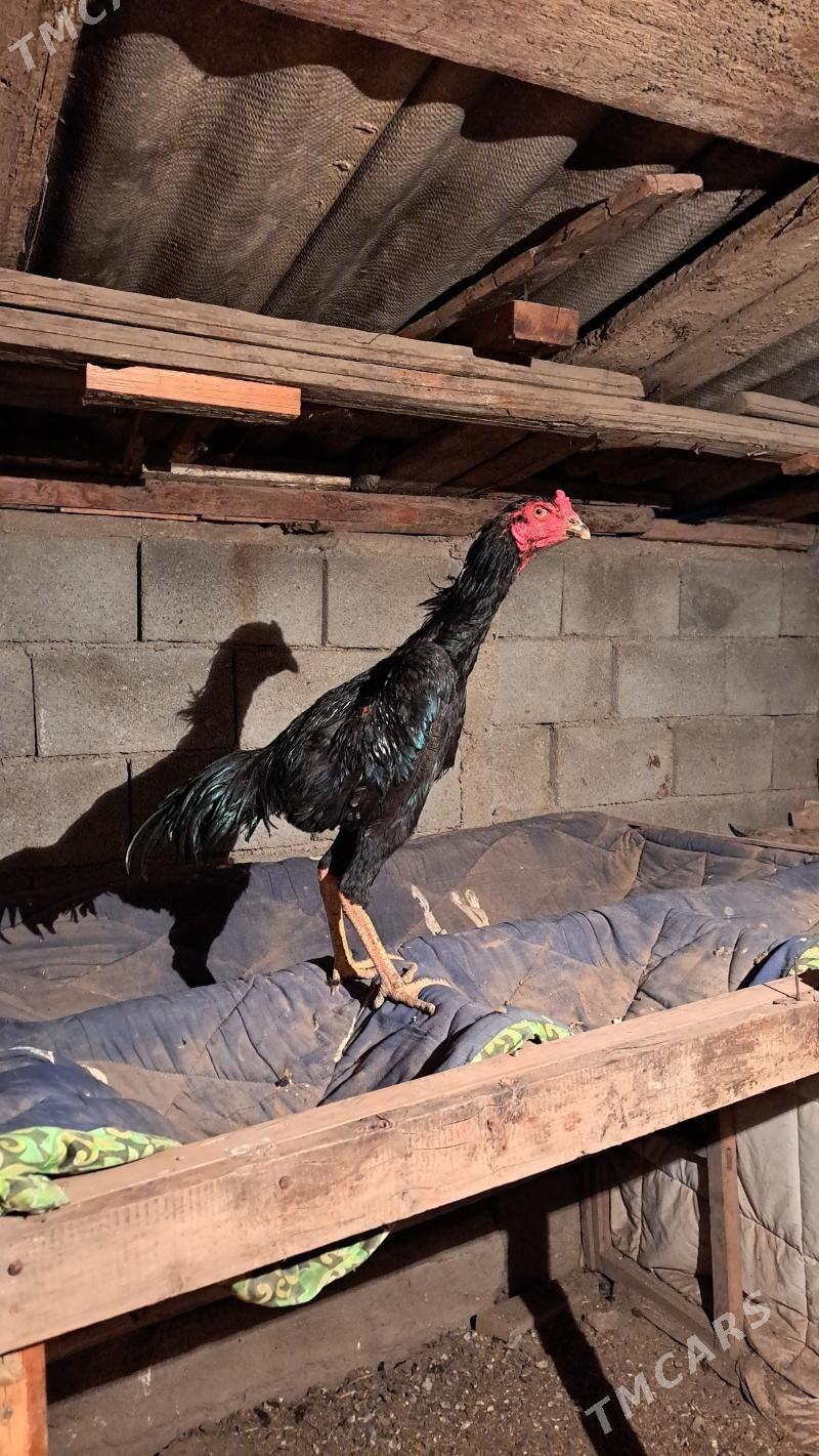 juje - Bagyr - img 1