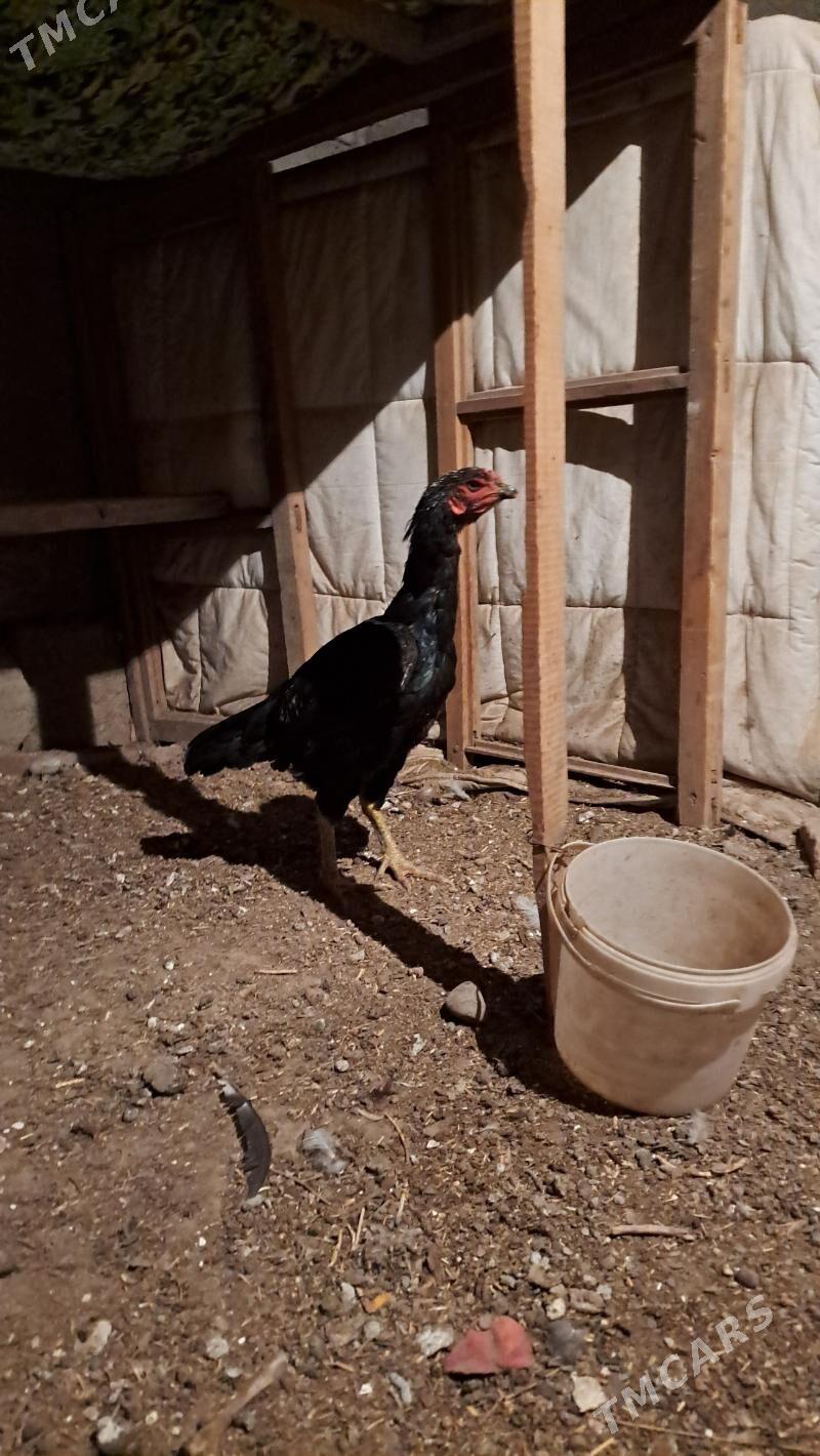 juje - Bagyr - img 3