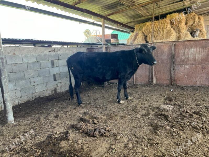 Gibrit sygyr - Ашхабад - img 2