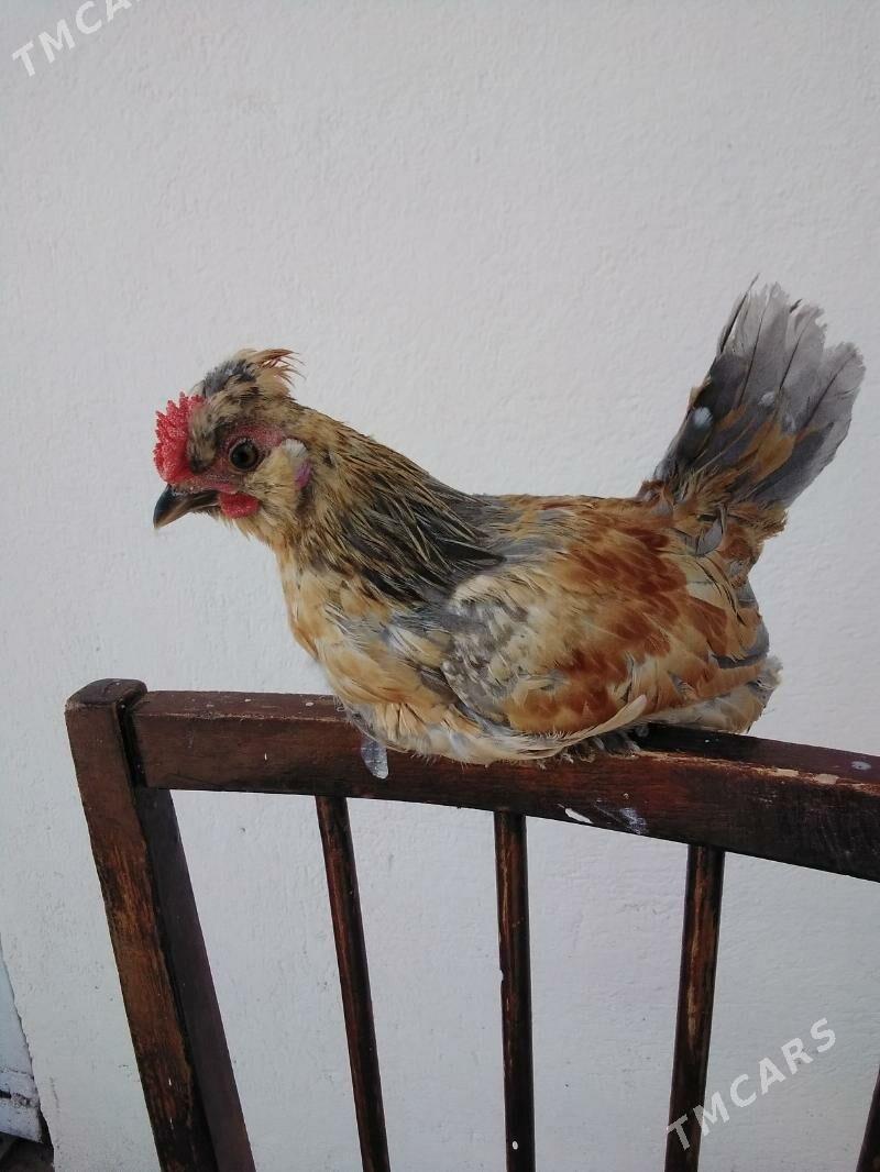 Towuk Karlik we juyjeler - Gagarin köç, köne Howa menzili - img 5