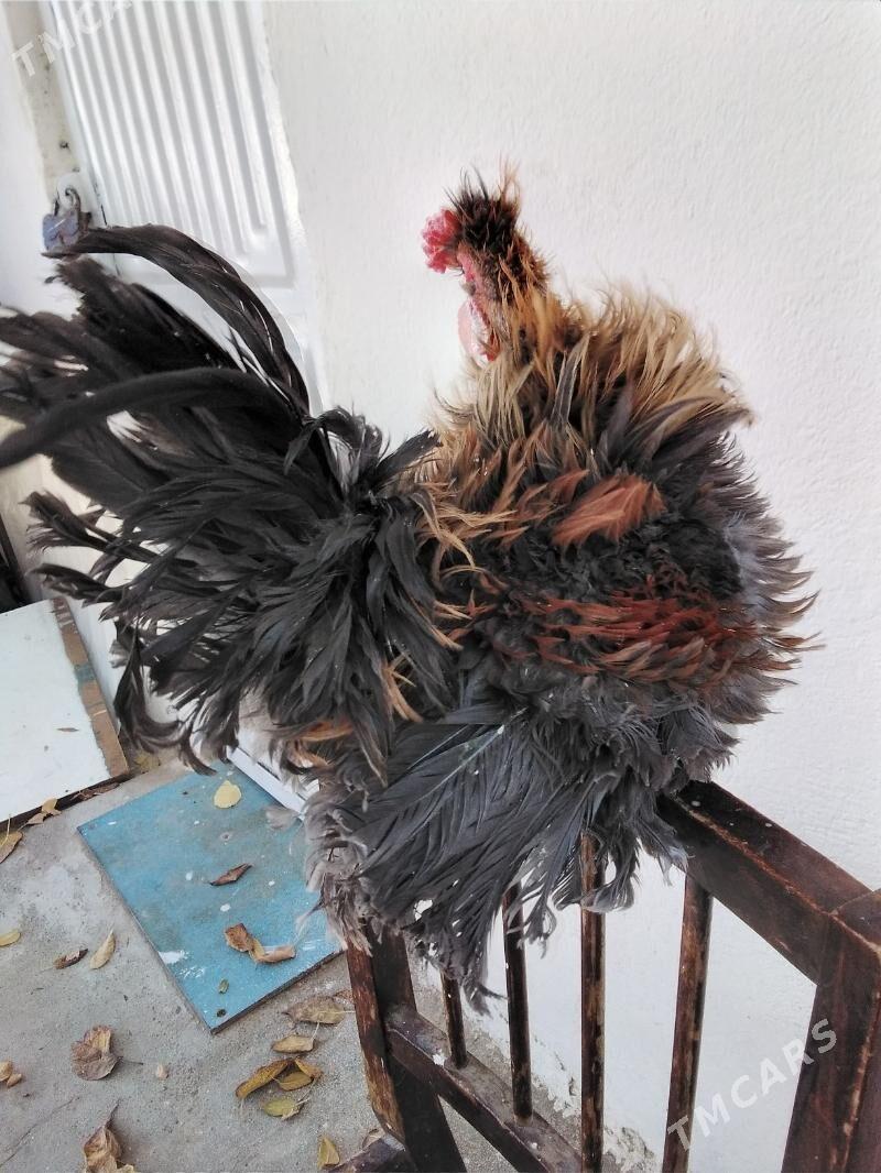 Towuk Karlik we juyjeler - Gagarin köç, köne Howa menzili - img 3