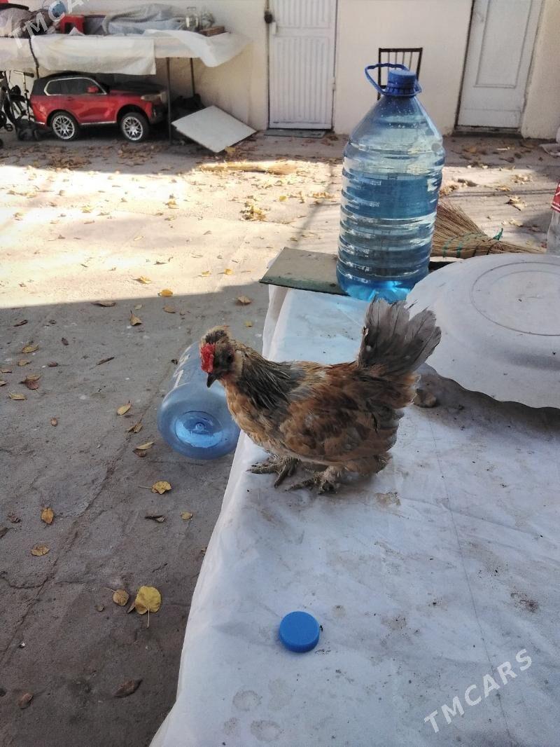 Towuk Karlik we juyjeler - Gagarin köç, köne Howa menzili - img 4