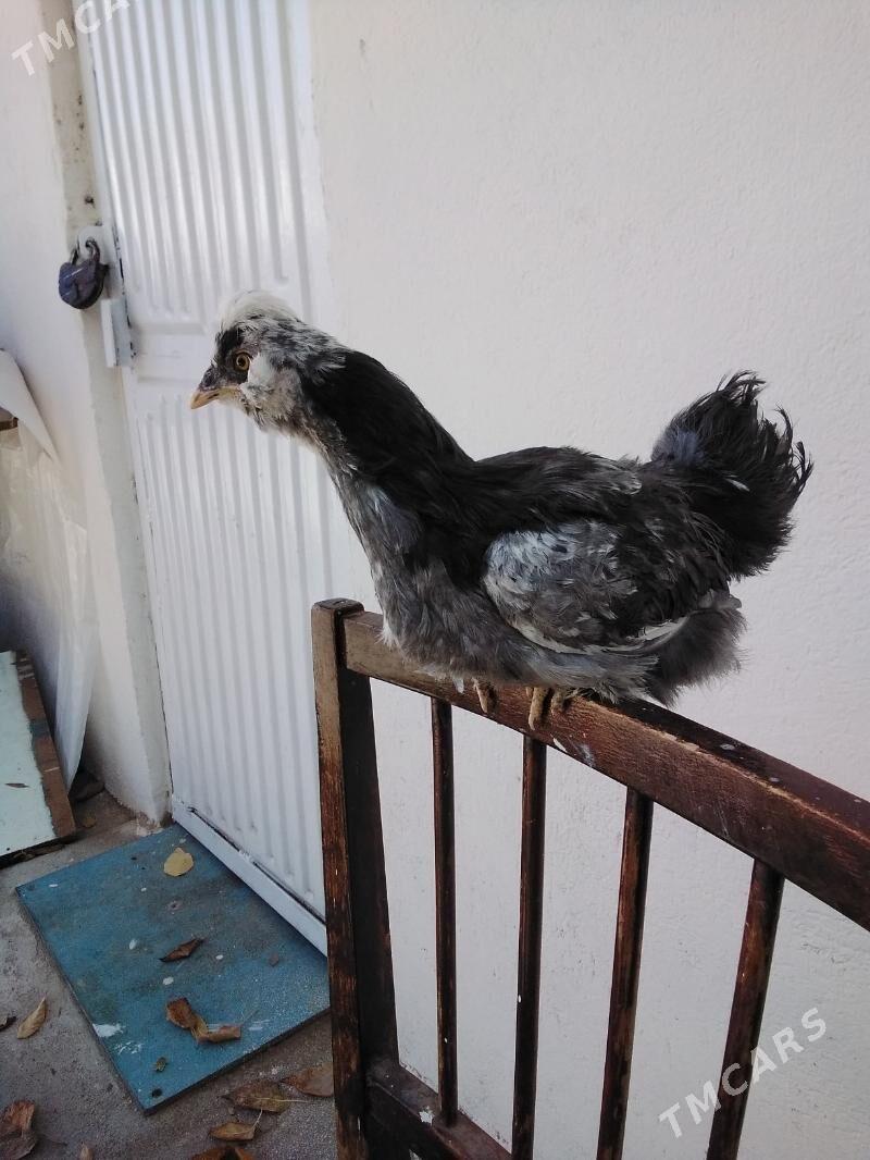 Towuk Karlik we juyjeler - Gagarin köç, köne Howa menzili - img 6