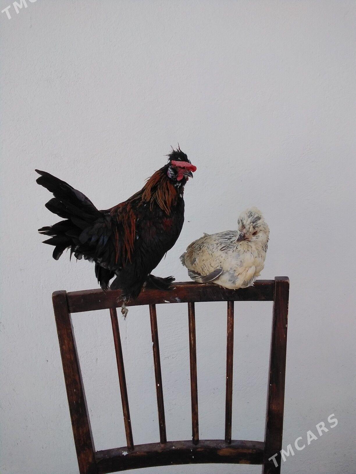 Towuk Karlik we juyjeler - Gagarin köç, köne Howa menzili - img 10