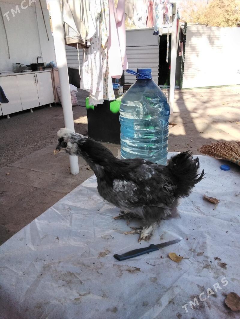 Towuk Karlik we juyjeler - Gagarin köç, köne Howa menzili - img 7