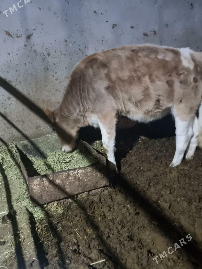 goleli sygyr - Гёкдепе - img 4