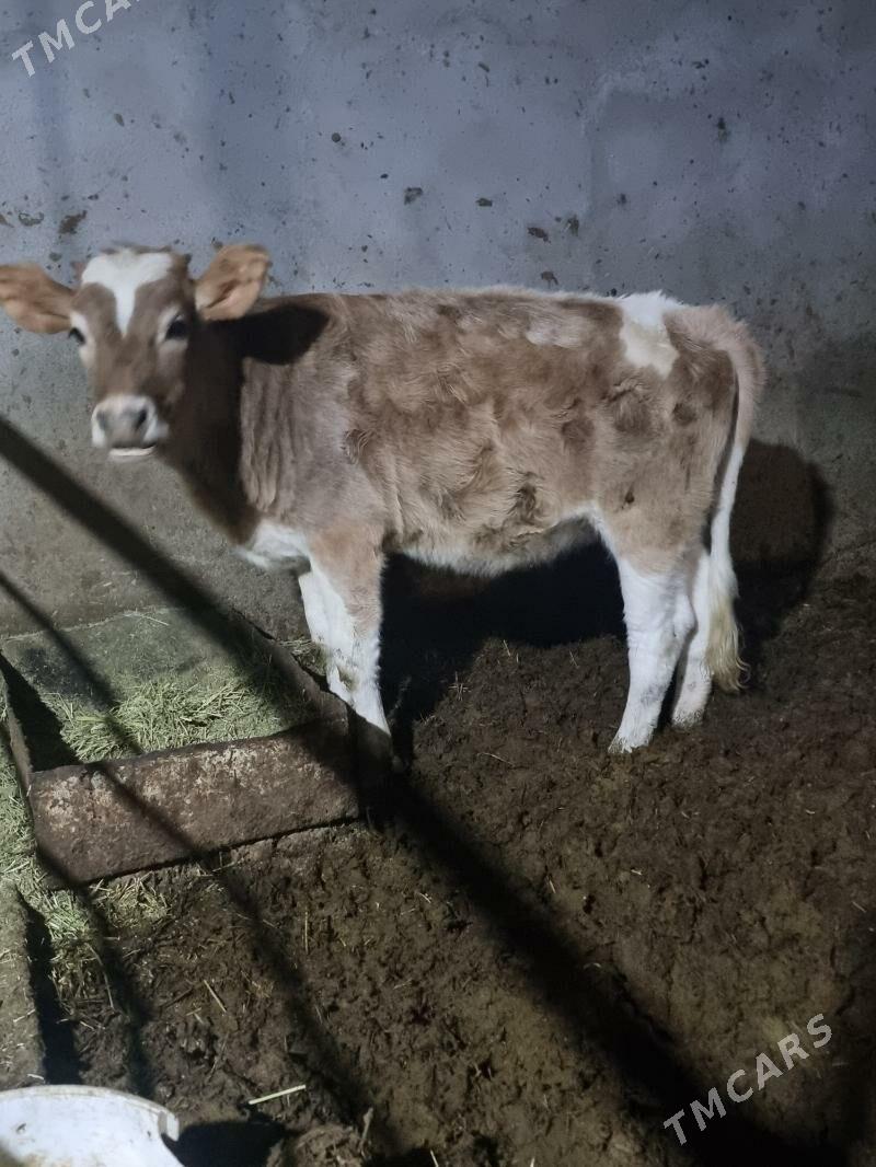 goleli sygyr - Гёкдепе - img 5