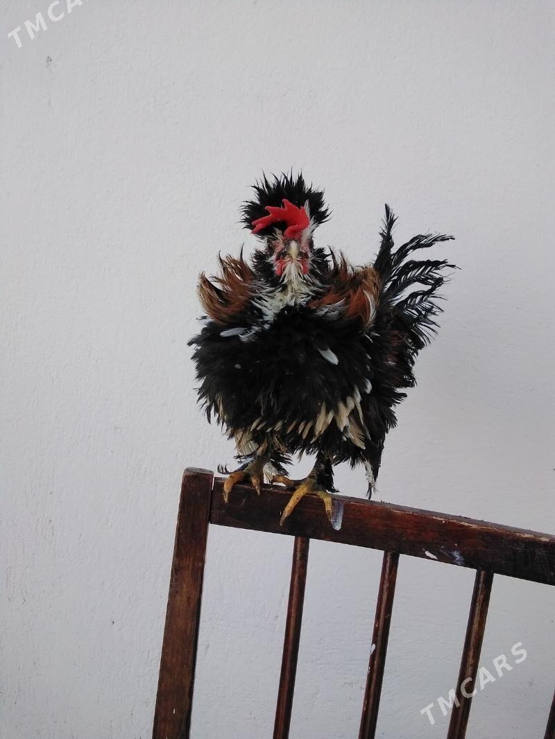 Towuklar Karliklar we juyjeler - Gagarin köç, köne Howa menzili - img 2