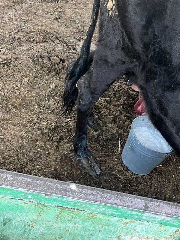 Gibrit sygyr - Ашхабад - img 4