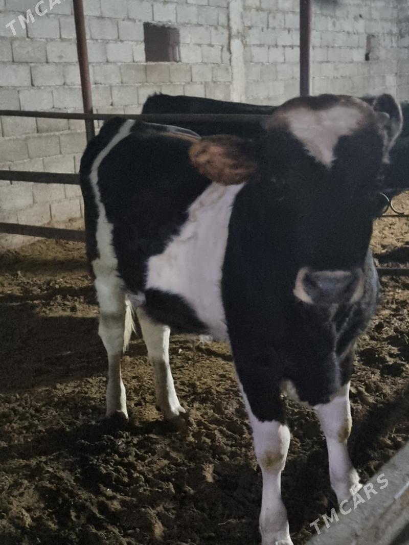 okuz myṣ̌ga - Gökdepe - img 1