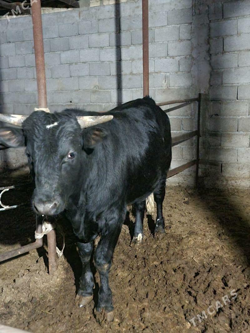 okuz bakylan - Gökdepe - img 4