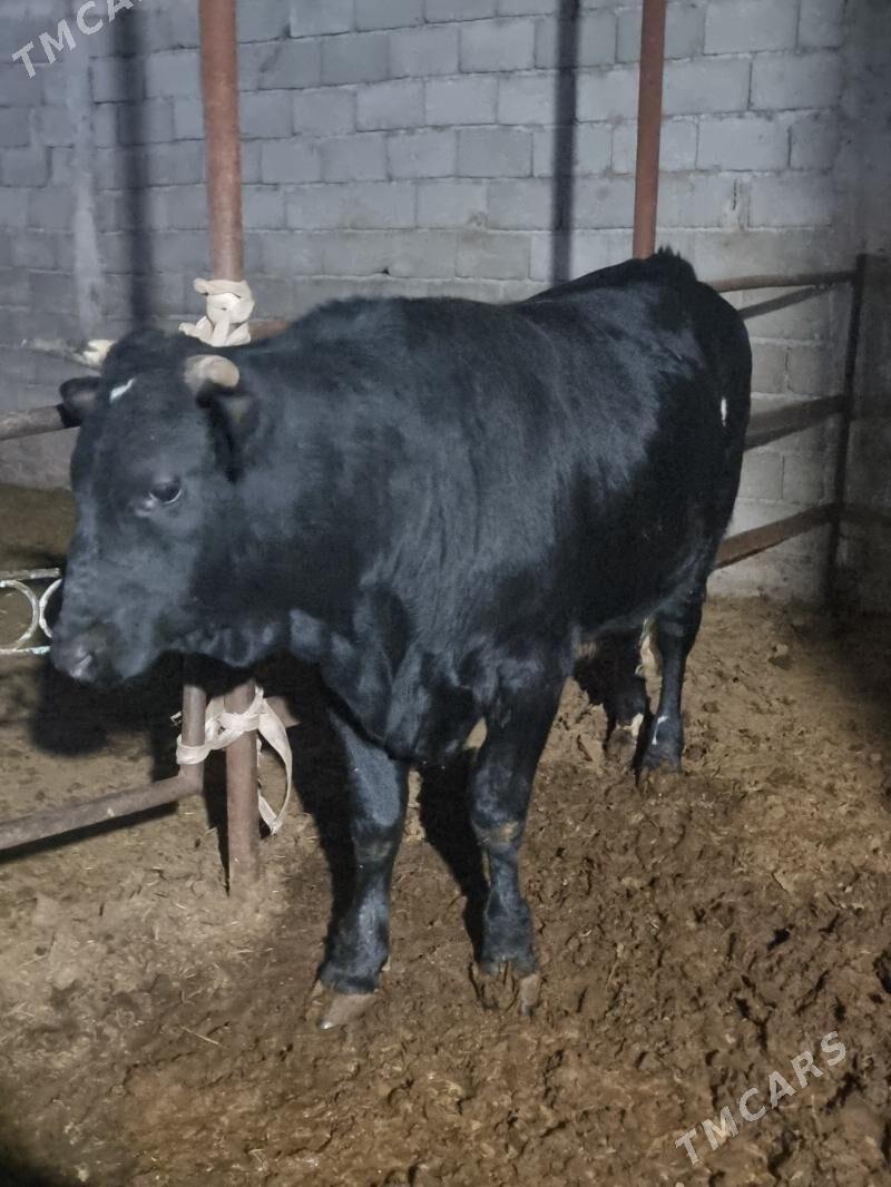 okuz bakylan - Gökdepe - img 3