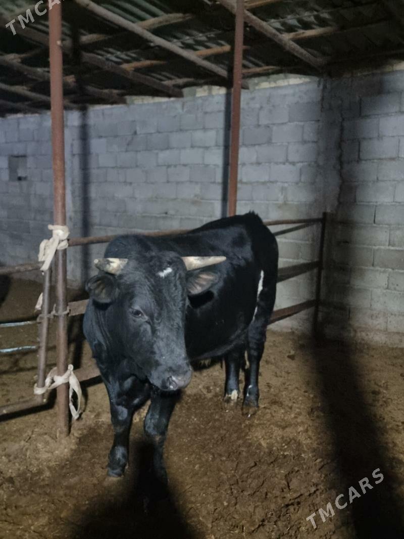 okuz bakylan - Gökdepe - img 1