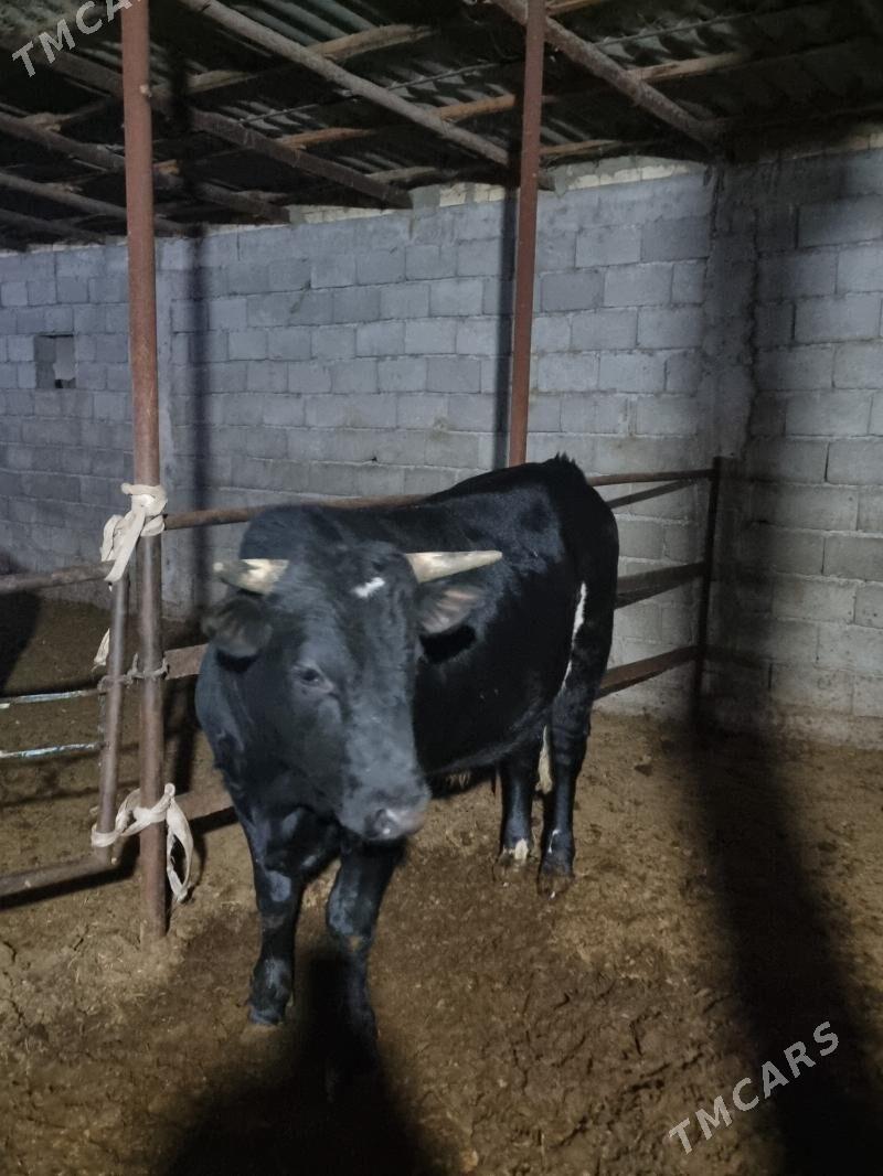 okuz bakylan - Gökdepe - img 2