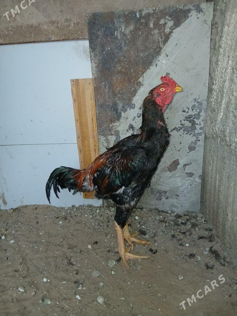 taşkent horoz - Herrikgala - img 1