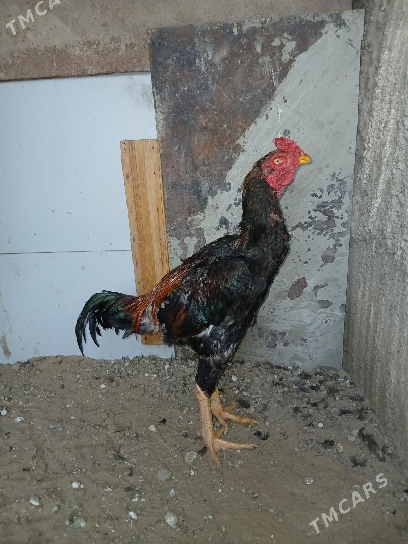 taşkent horoz - Herrikgala - img 2