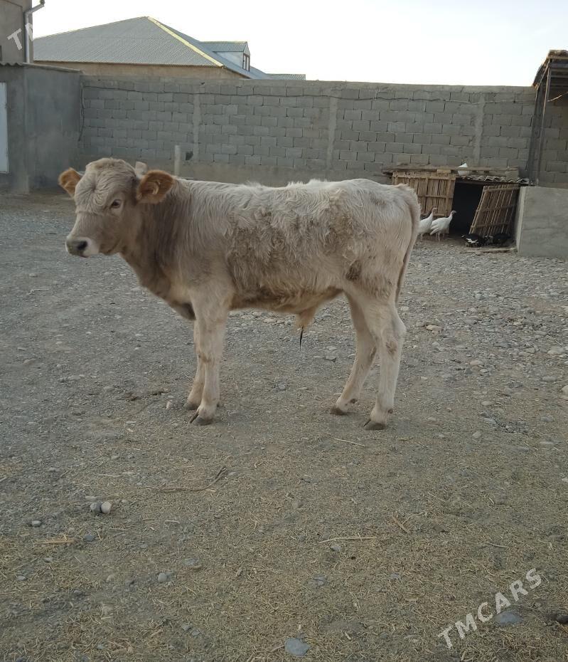 okuzce - Гызыларбат - img 1