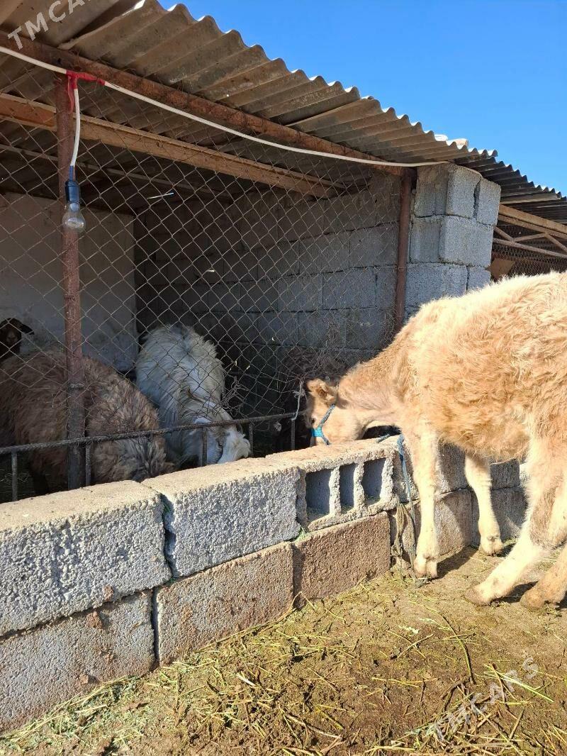 gole tuwe - Ak bugdaý etraby - img 2