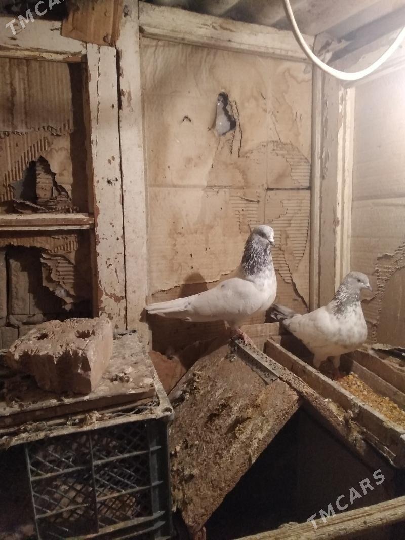 kepderi - Hitrowka - img 8