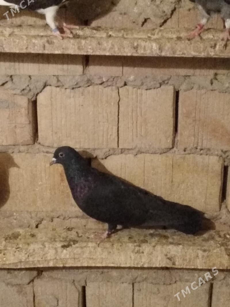 kepderi - Hitrowka - img 3