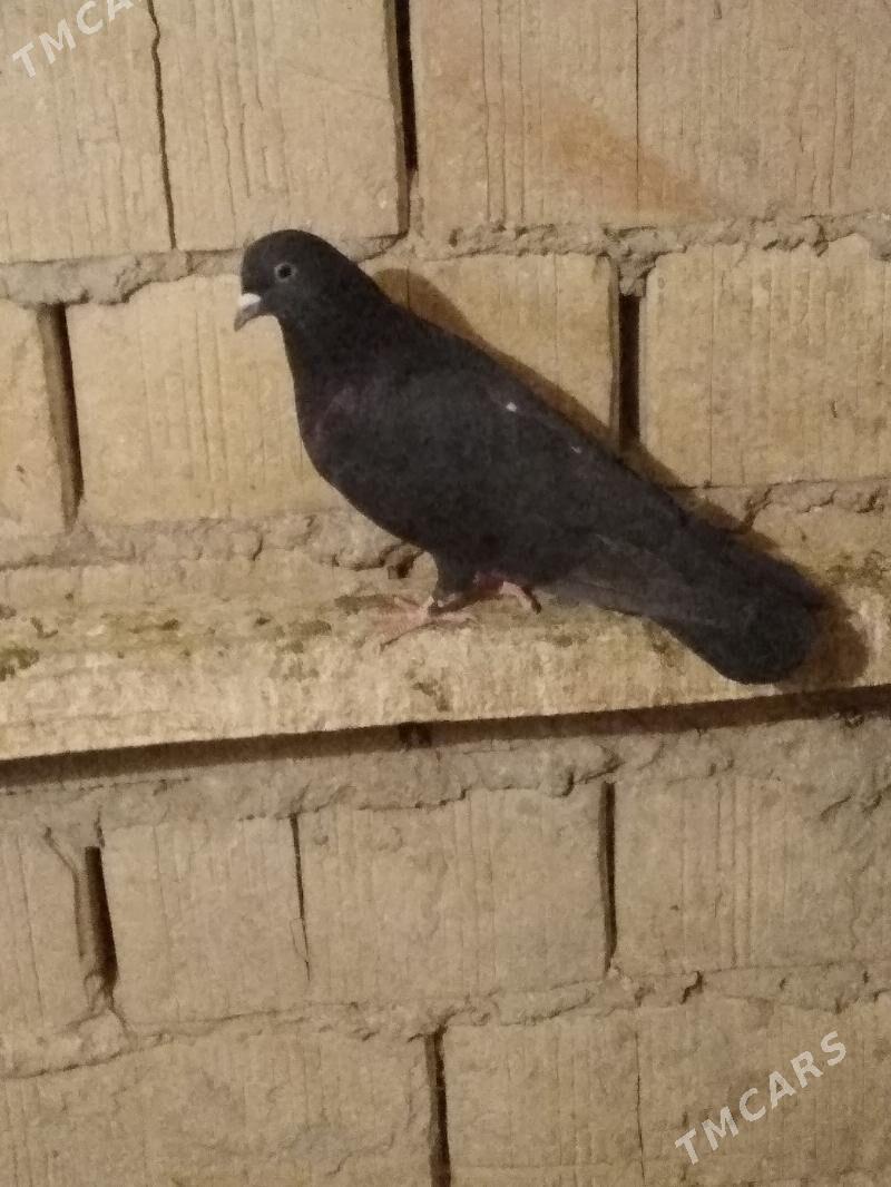 kepderi - Hitrowka - img 6