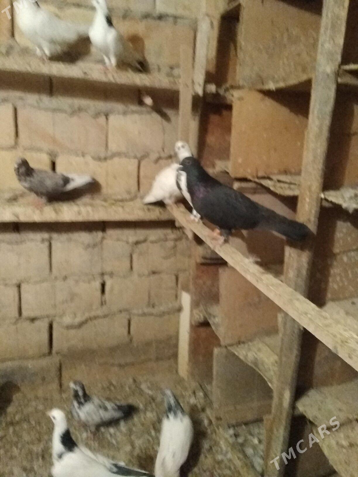 kepderi - Hitrowka - img 10