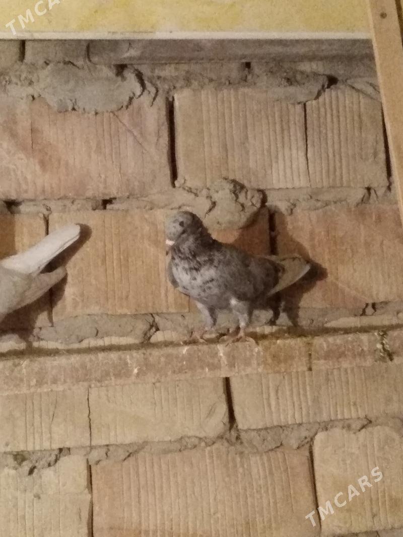 kepderi - Hitrowka - img 5