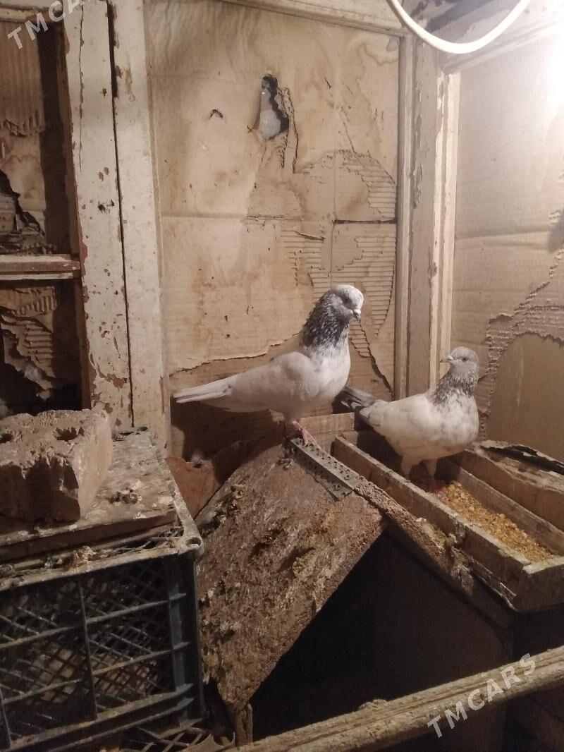 kepderi - Hitrowka - img 7