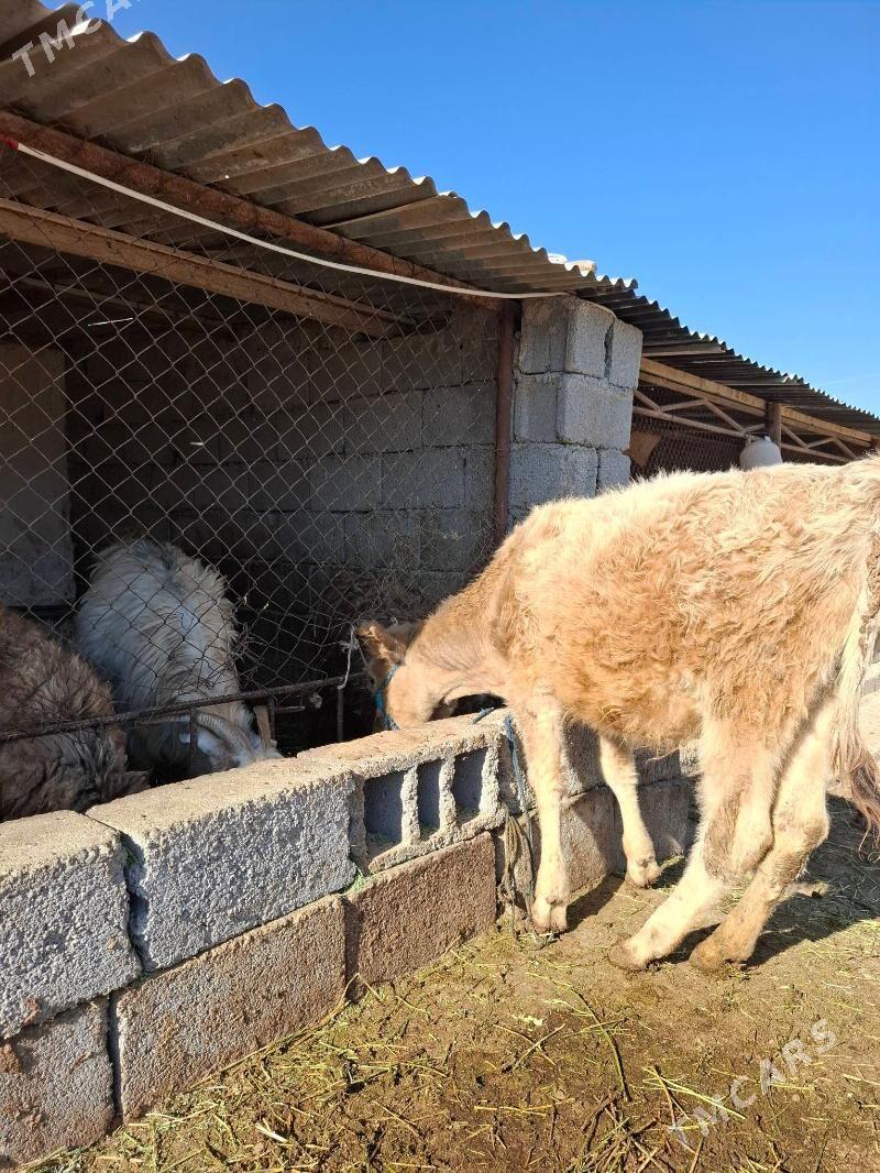 gole tuwe - Ak bugdaý etraby - img 3