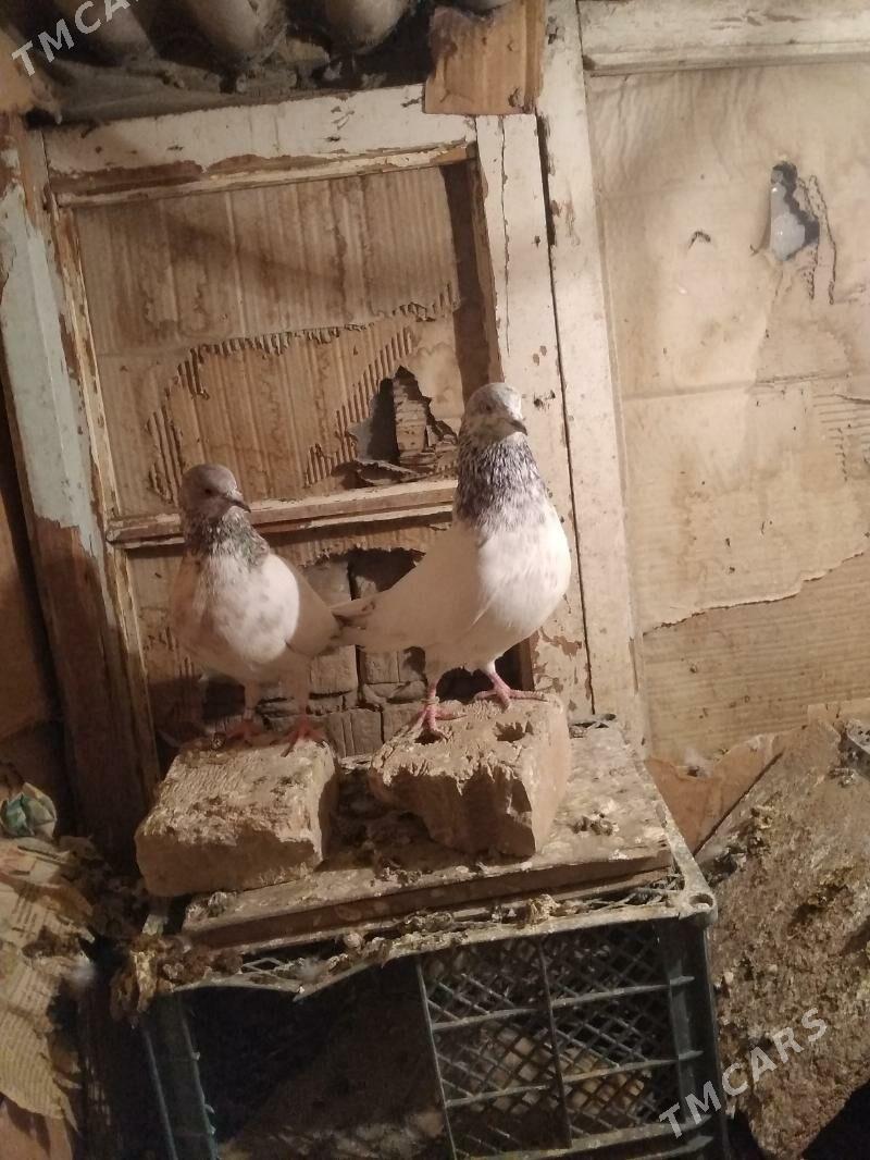 kepderi - Hitrowka - img 9