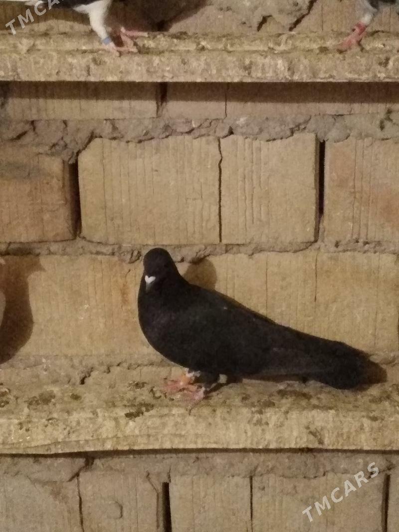 kepderi - Hitrowka - img 2