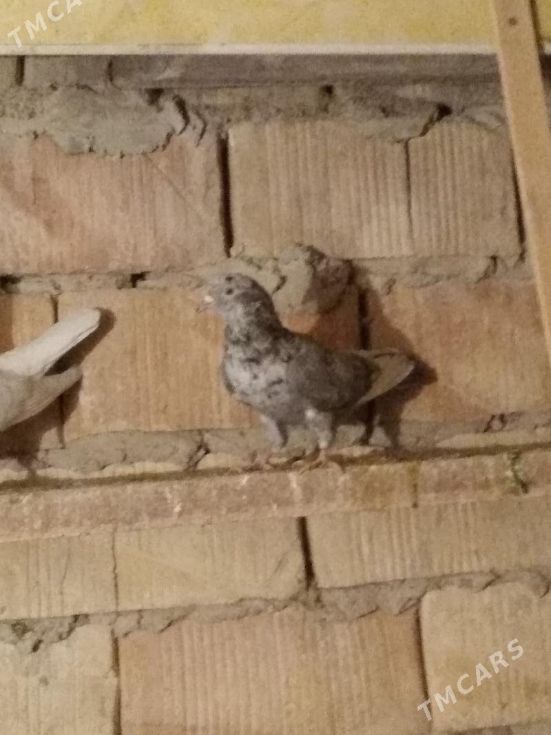 kepderi - Hitrowka - img 4